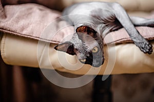 Grey cat sitting in an armchair. Canadian spynx bold cat having rest. Horizontal top view copyspace. photo