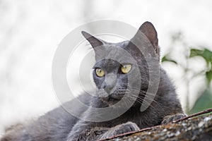 Grey cat sitting in the back of the House in the background.