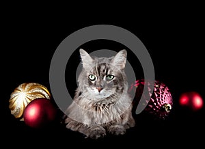 Grey cat sitting on black backdrop with holiday Christmas ornaments