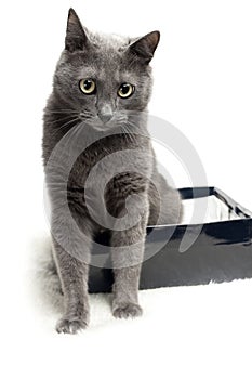 Grey cat sitting in the box with funny expression