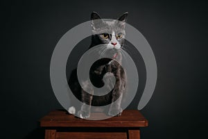 Grey cat sitting on chair with white pattern looking forward black background