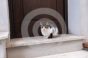Grey cat sitting in front of brown door