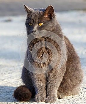 A grey cat is sitting on the ground