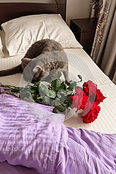 A grey cat is sitting next to a bouquet of red roses on the white bedding of the bed.