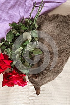 A grey cat is sitting next to a bouquet of red roses on the white bedding of the bed