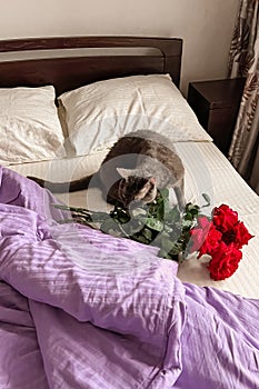 A grey cat is sitting next to a bouquet of red roses on the white bedding of the bed.