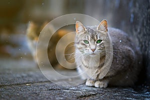 grey cat sitting on the pavement. and it is snowing outside. cat in the snow