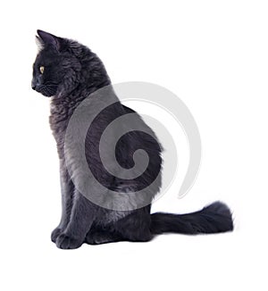 Grey cat is sitting in profile. White background. Russian Blue with medium length hair also known as Nebelung