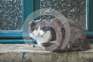 Grey cat sitting on a small ledge near the window
