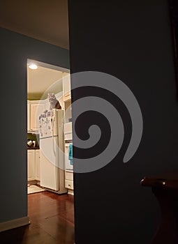 Grey Cat Sitting on top of a refridgerator in a kitchen photo