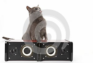 Grey cat sitting with two stereo audio speakers on white backgro