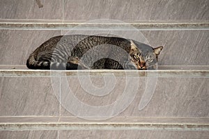 Grey cat sleeping in front of a door.