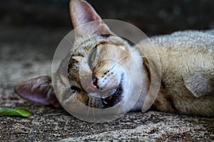 Grey cat sleeping on ground wild cat of indian jungle pet kitten