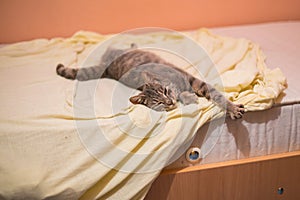 Grey cat sleeping and resting on the bed
