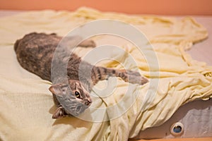 Grey cat sleeping and resting on the bed