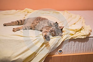 Grey cat sleeping and resting in cute pose on the bed
