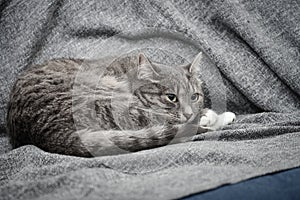 Grey cat sleeping on sofa