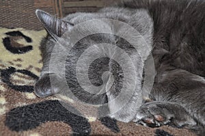 The grey cat sleeps on the bed with its nose covered