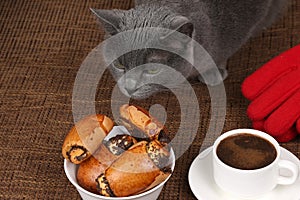 grey cat smells the rolls with poppy seeds and white Cup of black coffee.