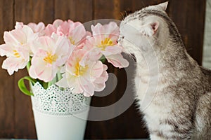 Grey cat sniff flowers. Bouquet of tulips with pink and white petals in white metal vase.