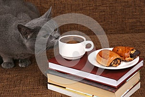 Grey cat sniffing a white Cup of black coffee