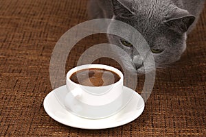 Grey cat sniffing a white Cup of black coffee