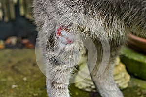 Grey cat standing with an abscess on his leg