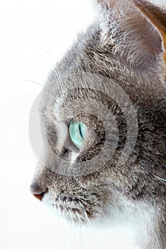 Grey cat staring
