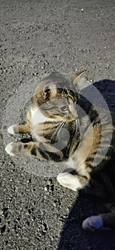 Grey Cat Starring at a Tree