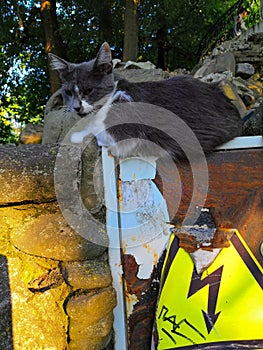 Grey cat on a stone fence with sticker energy