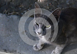 Grey cat on street