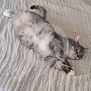 Grey cat stretched out on the bed lying on its back, green eyes