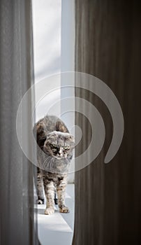 grey cat stretches on the windowsill