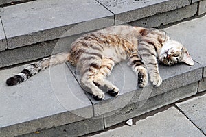 Grey cat with stripes laying on a concrete stairs