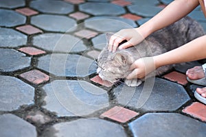 Grey cat with stroking massage head by child girl hand background