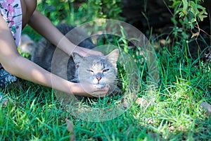 Grey cat with stroking under chin and massage head by asian girl hand relax time in garden grass sunshine background