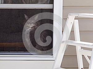 Grey Cat in a Summer Window