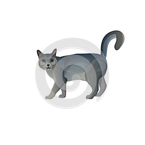 Grey cat with tail up