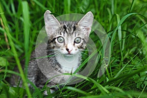Grey cat in green grass photo