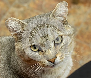 A grey cat with a very serious look. Portrait.