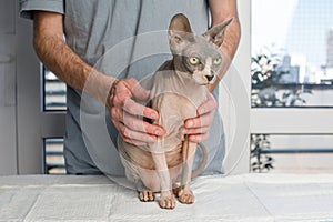 Grey cat in veterinary clinic closeup