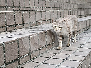 Grey cat walking on stone stair in natural park