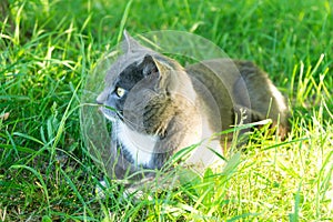 A grey cat walks in the green grass. Domestic cat in the sun.