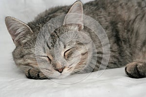 The grey cat which sleeps