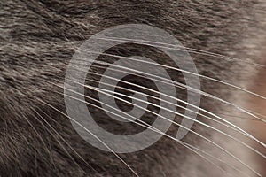 Grey cat whiskers close-up