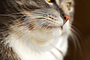 Grey cat whiskers photo