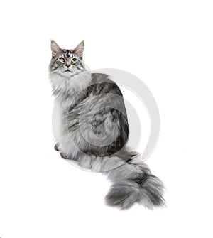 Grey cat on white background