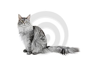 Grey cat on white background