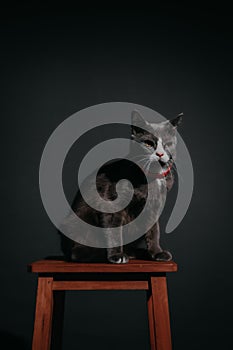 Grey cat with white pattern wearing a Red necklaces with serious face looking forward sitting on brown chair with black background