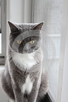 Grey cat by the window